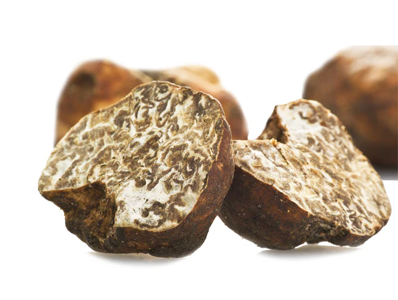 Weiß- Beige Winter Trüffel - Tuber Borchii