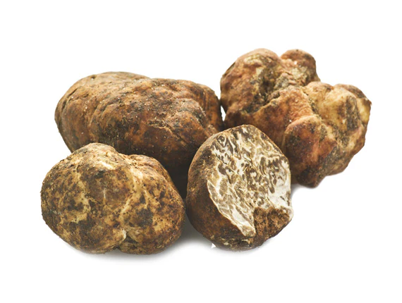 Weiß- Beige Winter Trüffel - Tuber Borchii - Image 2